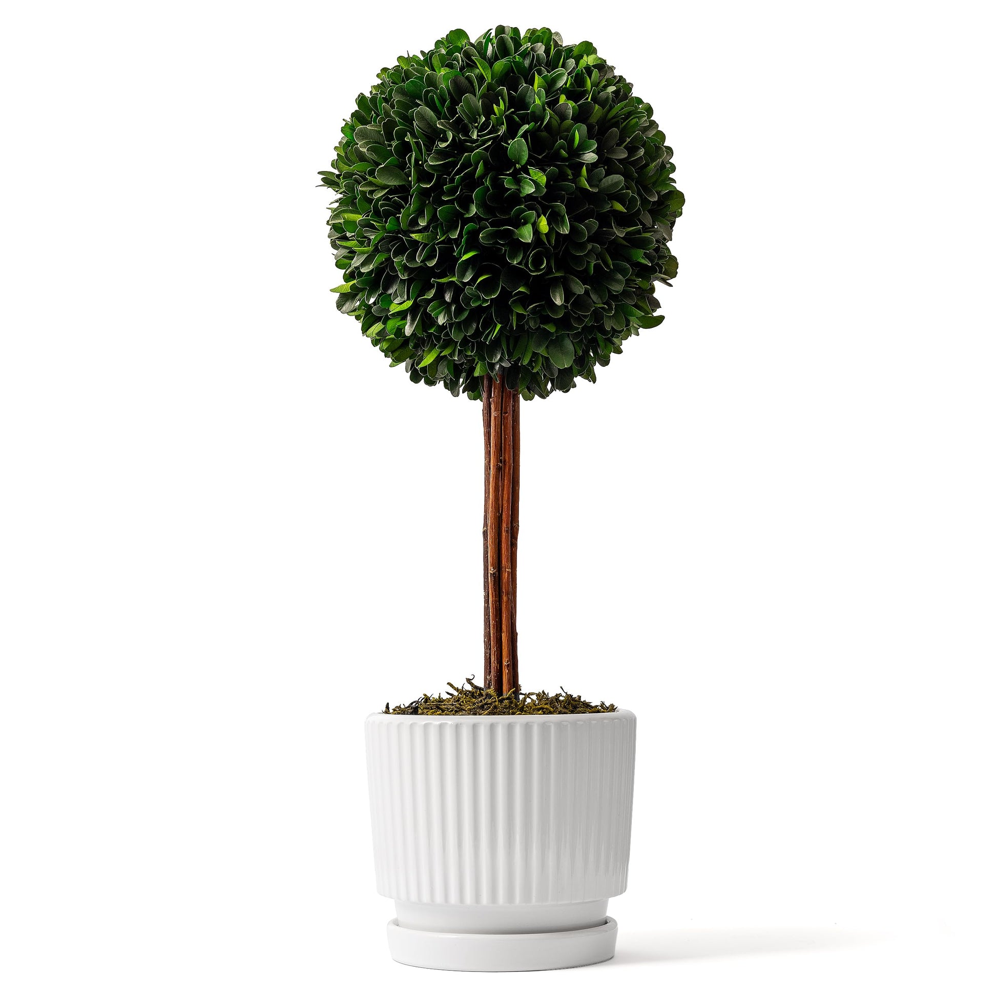 An artificial boxwood topiary tree with a perfectly round, lush green foliage ball on a natural wooden trunk, planted in a white ceramic pot with vertical ridges and a matching saucer, set against a plain white background.