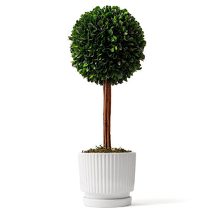 An artificial boxwood topiary tree with a perfectly round, lush green foliage ball on a natural wooden trunk, planted in a white ceramic pot with vertical ridges and a matching saucer, set against a plain white background.