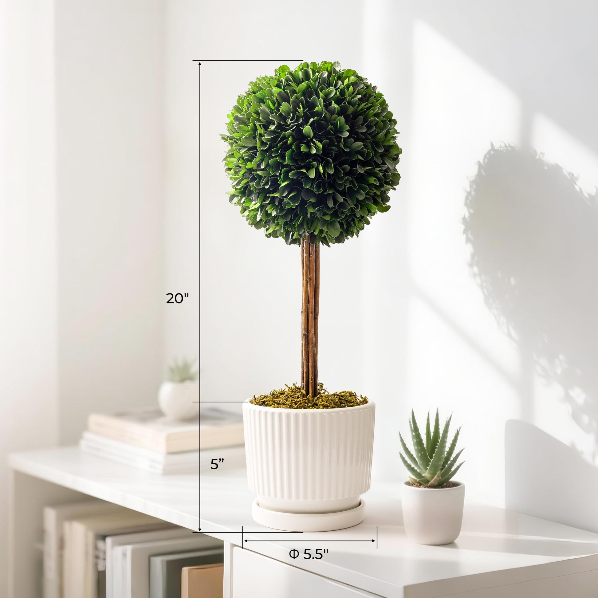 A 20-inch tall artificial boxwood topiary tree with a round green foliage ball on a wooden trunk, shown with dimension markings: 20" total height, 5" pot height, and 5.5" pot diameter. The tree is in a white ridged ceramic planter on a white shelf next to a smaller potted succulent.