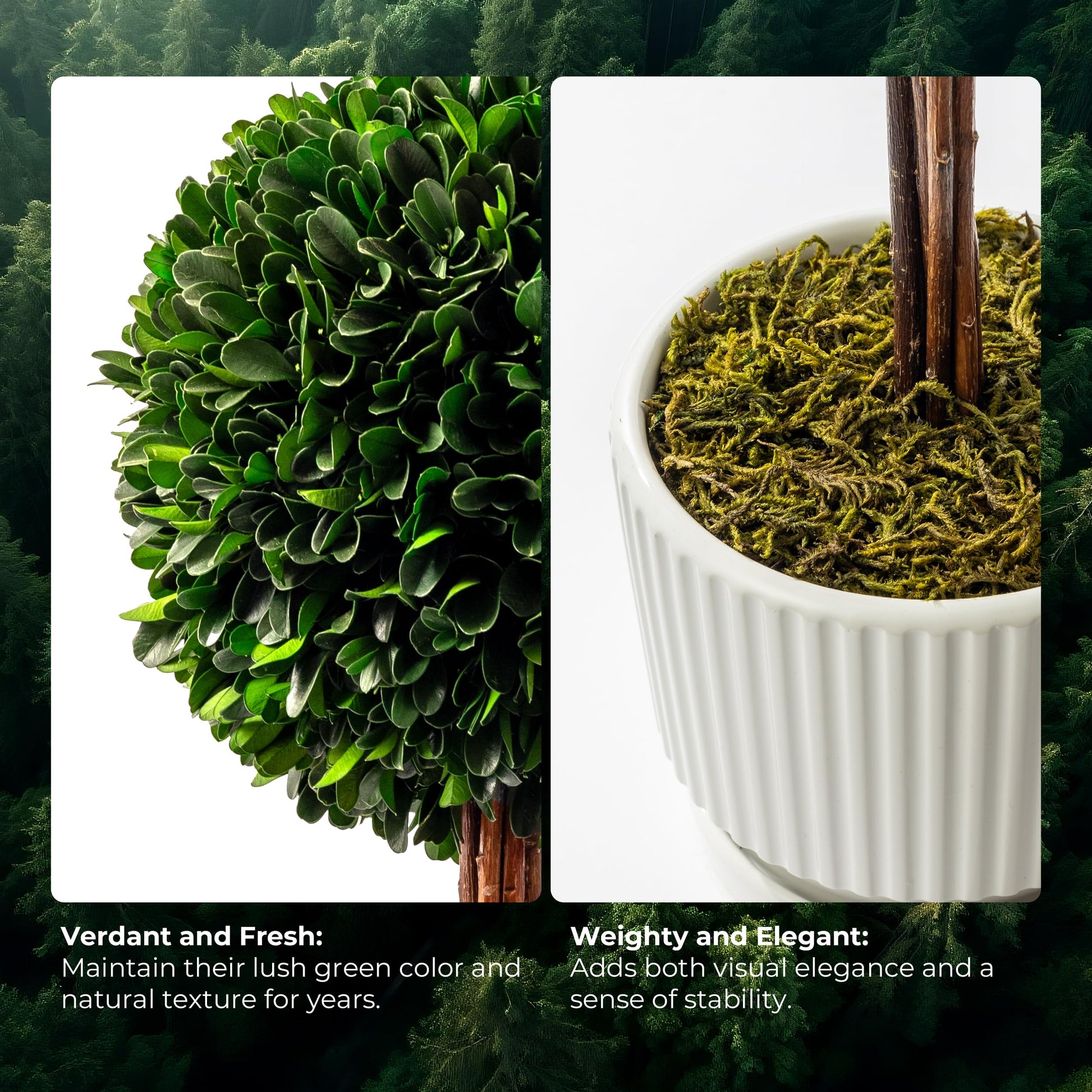 A split-screen detail photo of the Woodronic artificial boxwood topiary tree with two close-ups. The left side highlights the dense green foliage with the text "Verdana and Fresh: Maintain their lush green color and natural texture for years." The right side shows the top of the white ridged ceramic pot filled with dried moss and a natural trunk, with the text "Weighty and Elegant: Adds both visual elegance and a sense of stability."