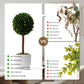 A product comparison infographic for the Woodronic artificial boxwood topiary tree versus two other plant types. On the left, the Woodronic tree checked all boxes: no trimming, no watering, no sunshine, more authentic, more natural, and more eco-friendly. On the right, it is compared with a dried-up real plant (fails authenticity/natural/eco-friendly without care) and a fake plastic plant (fails authenticity/natural/eco-friendly textures).